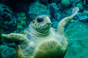 A sea turtle swimming in the ocean